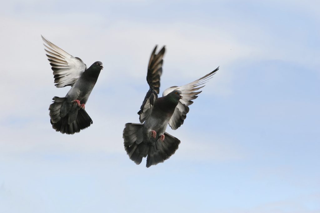 Will your business website rise or fall on Google’s new Pigeon algorithm?